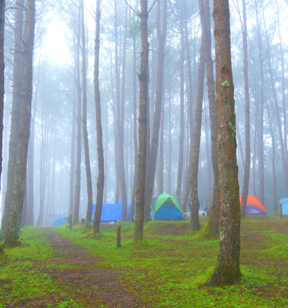 Jungle Camps